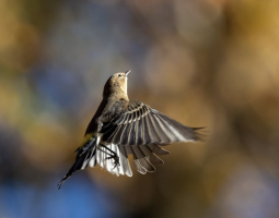Caught in mid flight against a blurred background of golds, oranges, and blues, a Warbler arches its head up and pushes its wings down together in a lifting stroke. It has a golden brown head with a white throat under its small pointed beak. There is a small gold patch above its tail feathers and its wing and tail feathers are shades of black, grey, brown, and white.