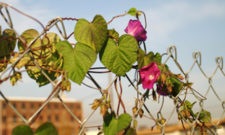 Photo: Natasha Cohen-Carroll